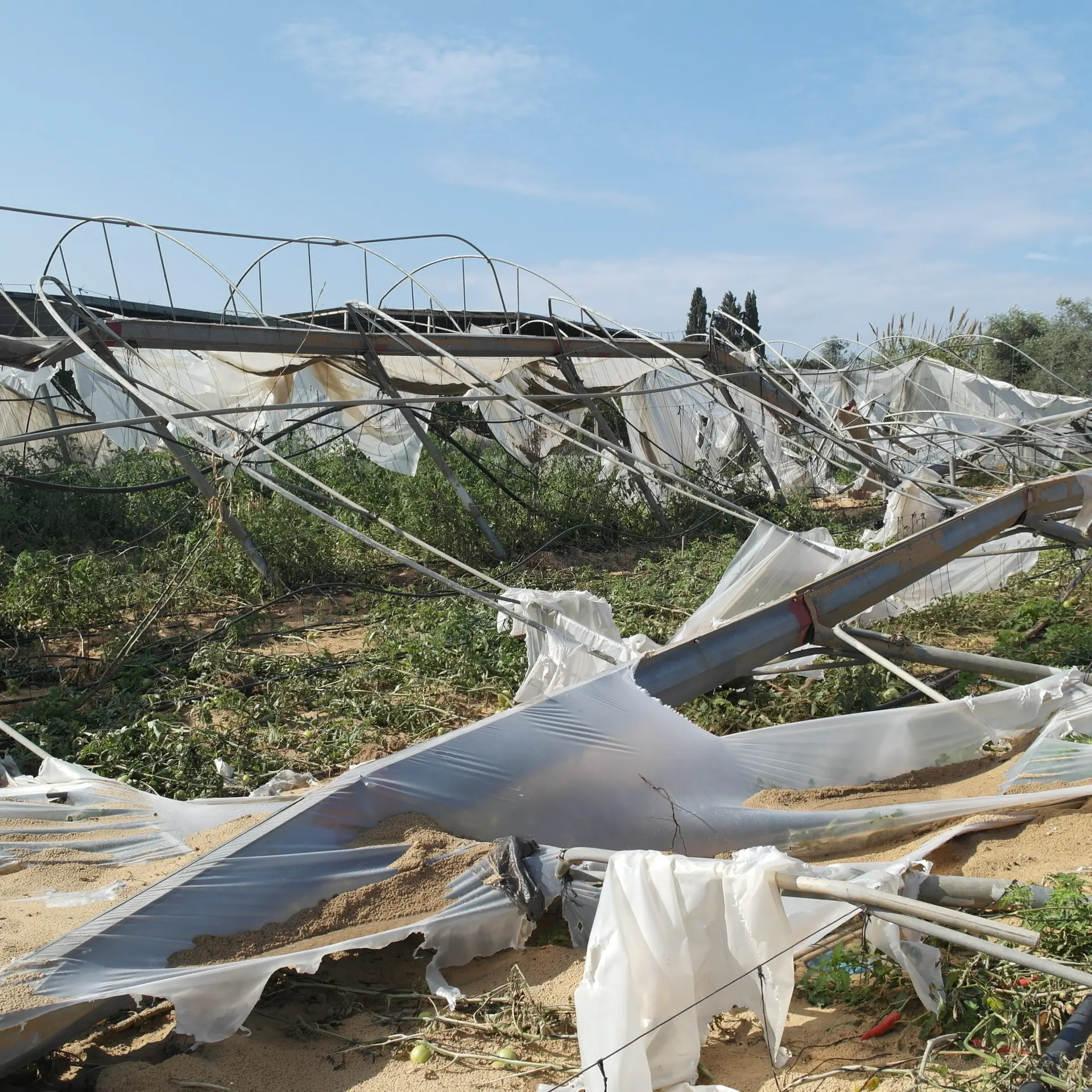 A Gaza Family Crashes Vegetable Prices 90% — While Farming Under Drone Fire